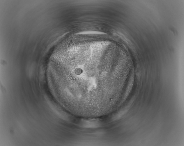 X0000090620359200708071229