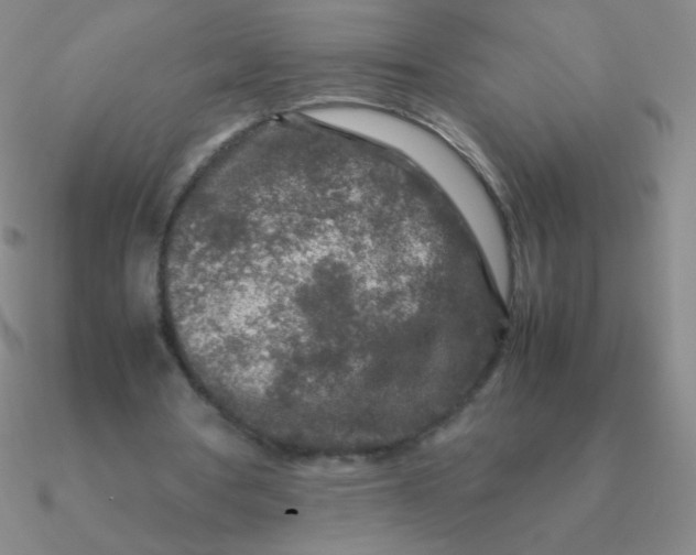 X0000090620386200708071229