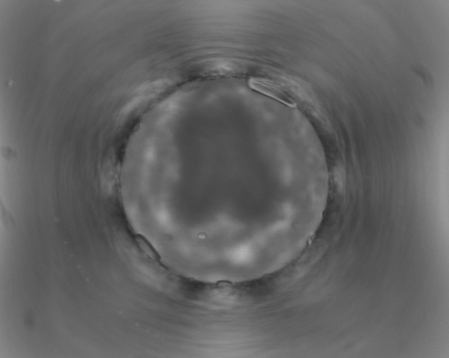 X0000090620423200708071229