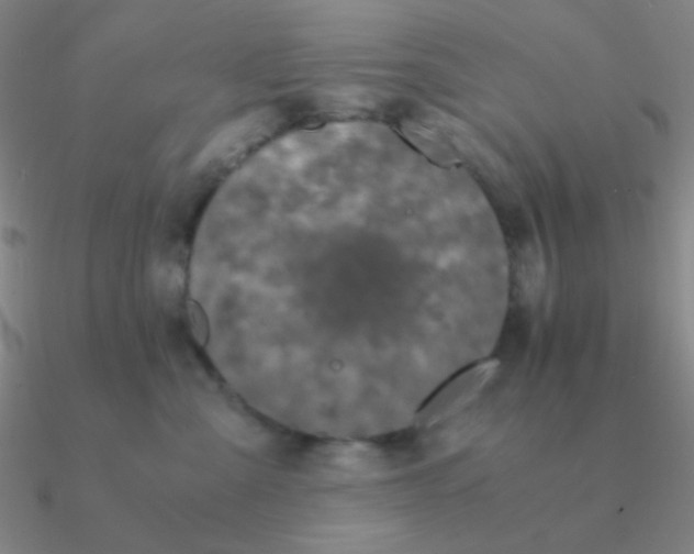 X0000090620427200708071229