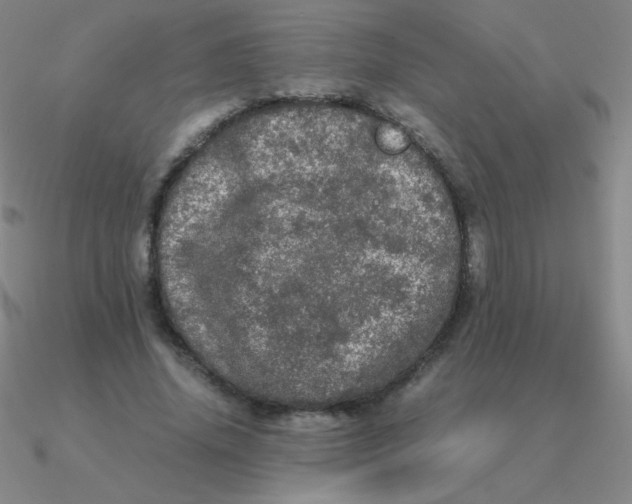 X0000090620636200708071225