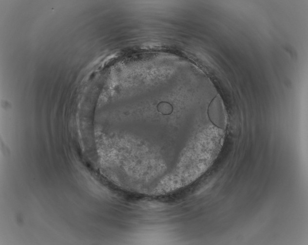 X0000090620648200708071225