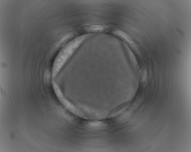 X0000090620669200708071226