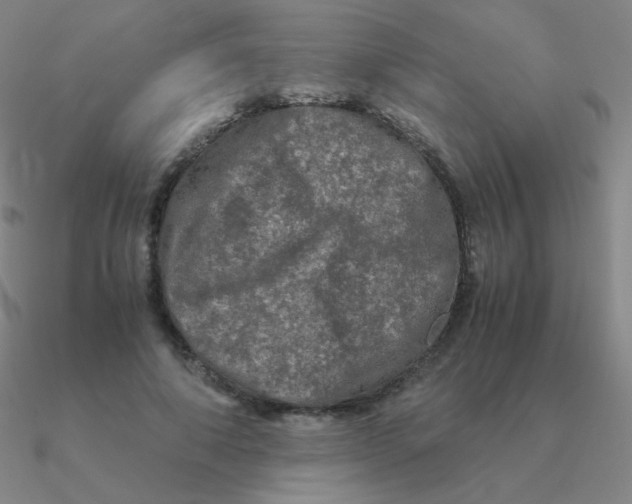 X0000090620690200708071225