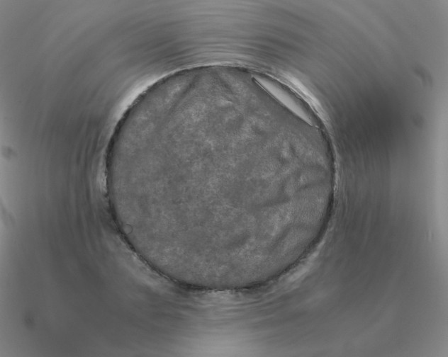 X0000090620883200708071222