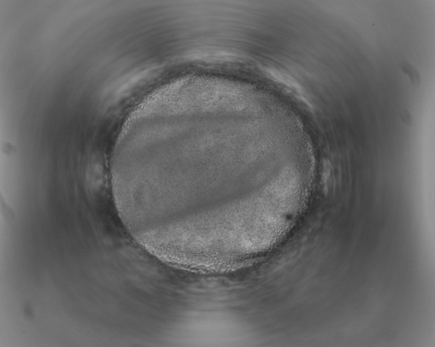 X0000090620966200708071221