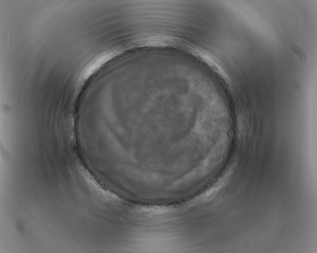 X0000090620970200708071221