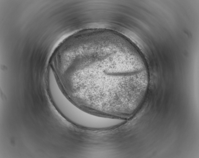 X0000090620992200708071221