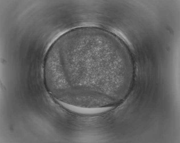 X0000090621268200708071217