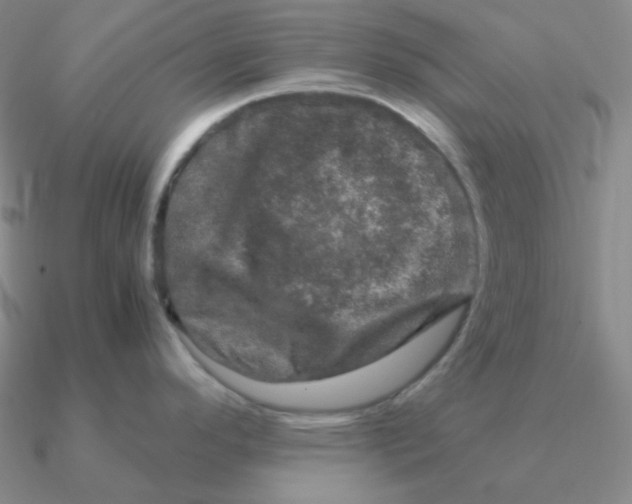 X0000090621296200708071217