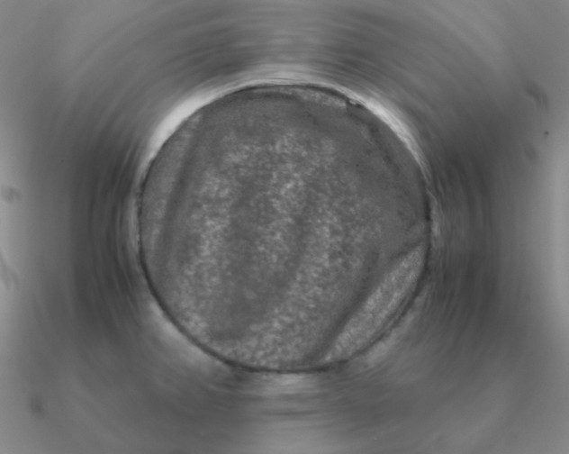 X0000090621382200708071215