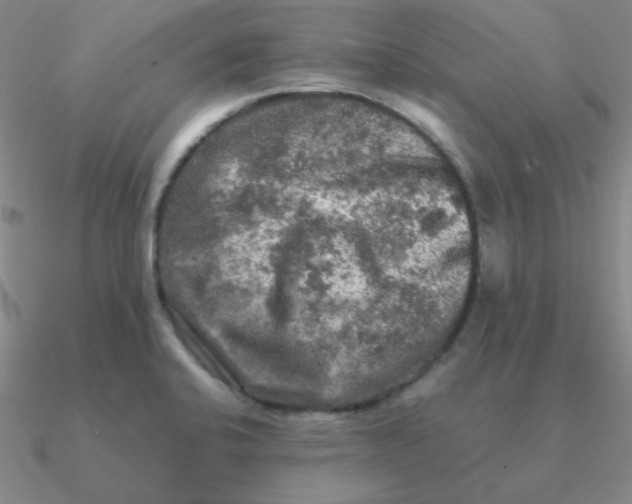 X0000090621424200708071215