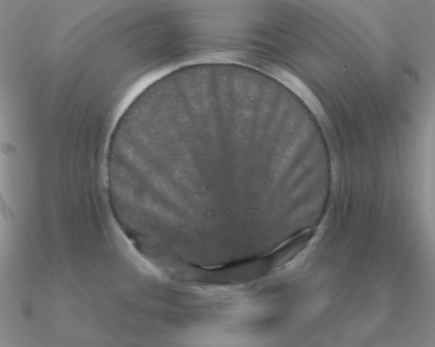 X0000090621436200708071215