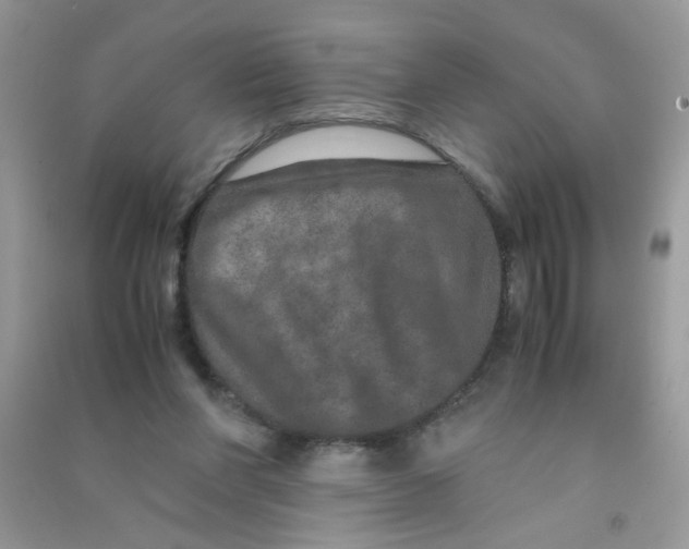 X0000090620206200708141420