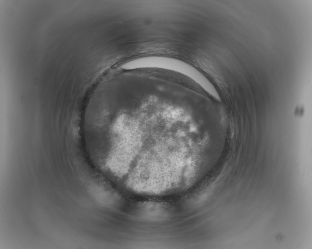 X0000090620255200708141419