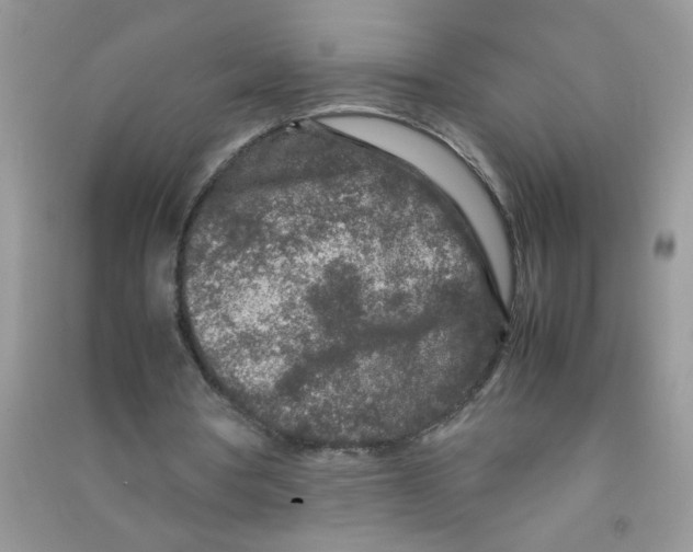 X0000090620386200708141418