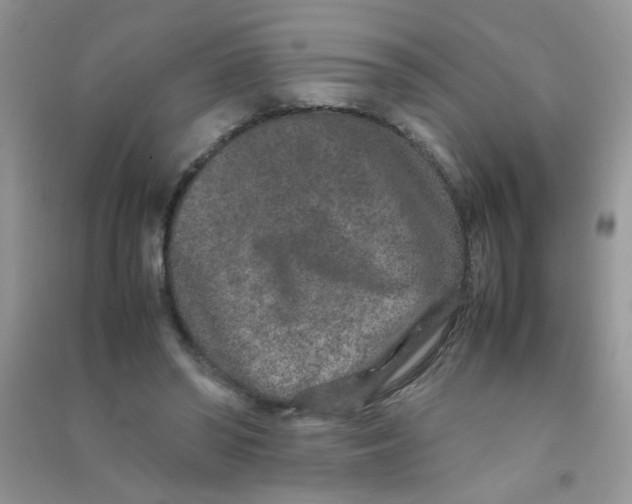 X0000090620398200708141417