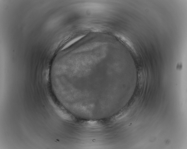 X0000090620406200708141417