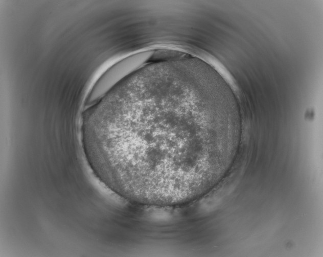 X0000090620955200708141410