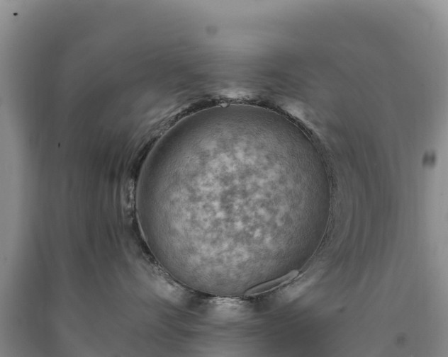 X0000090630528200707241155