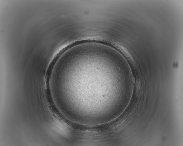 X0000090630628200707241153