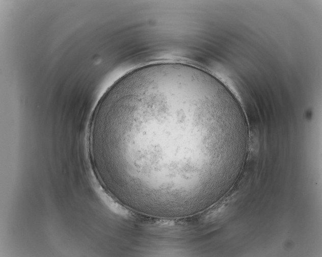 X0000090631098200707241146