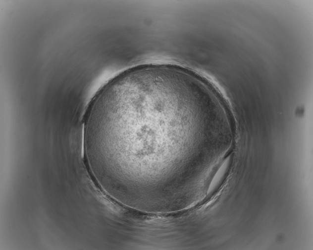 X0000090631175200707241145