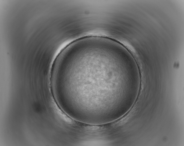 X0000090631248200707241145