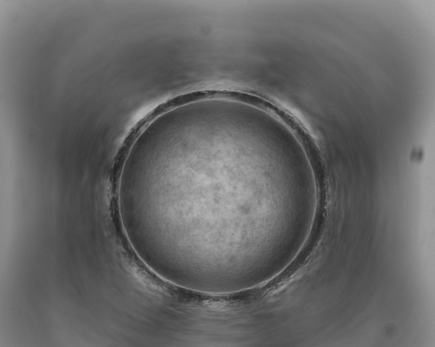 X0000090631264200707241144
