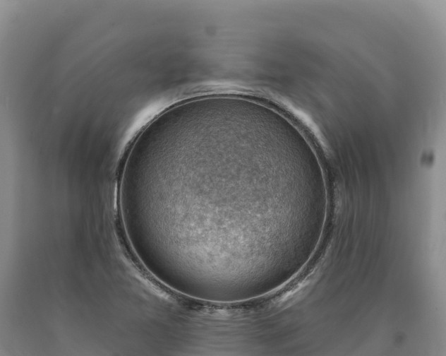 X0000090631365200707241142