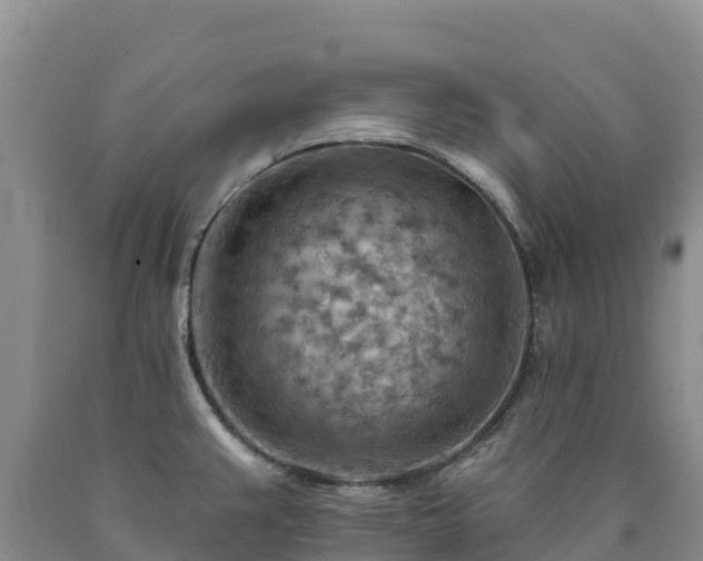 X0000090631383200707241142