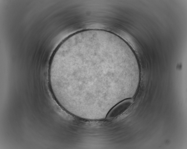 X0000090631000200707311301