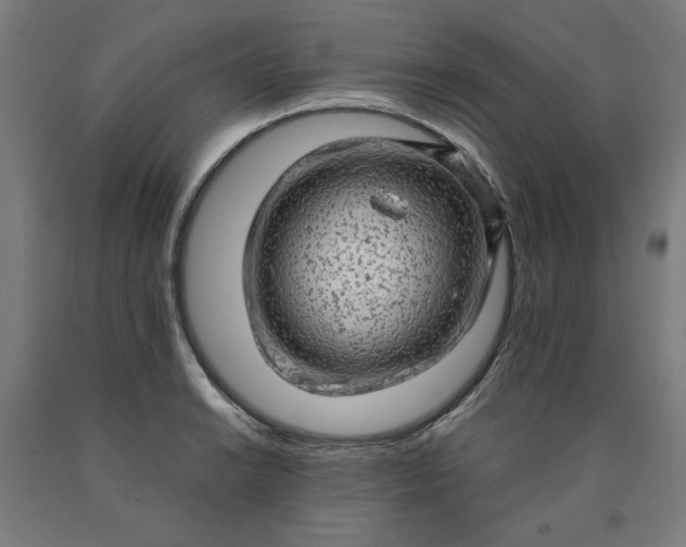 X0000090631038200707311301