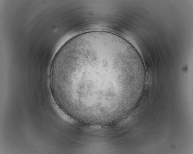 X0000090631098200707311300