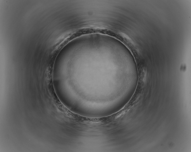 X0000090631110200707311259