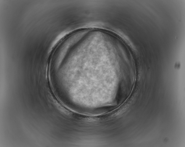 X0000090631224200707311258