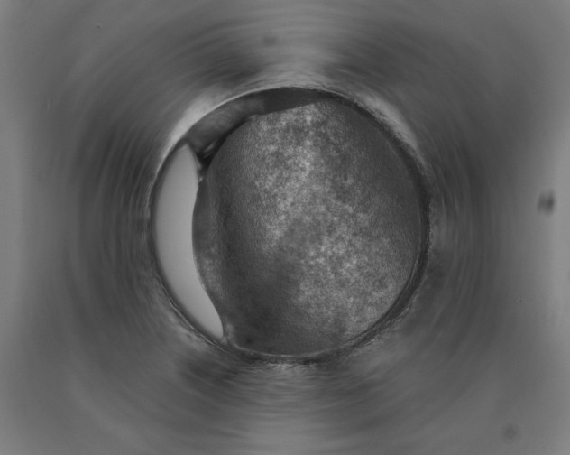 X0000090631226200707311258