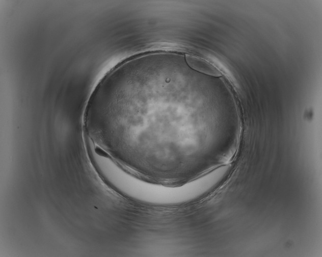 X0000090631283200707311257