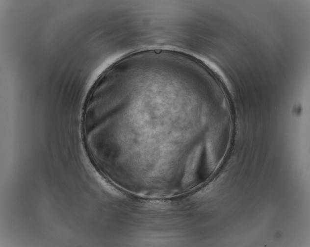 X0000090631333200707311257