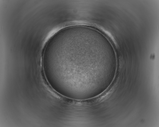 X0000090631365200707311256