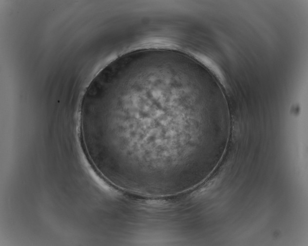 X0000090631383200707311256