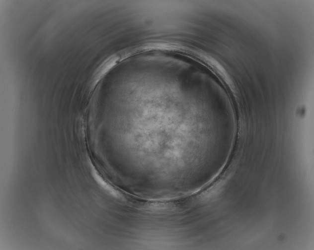 X0000090631433200707311256