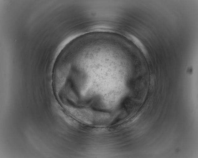 X0000090631435200707311256