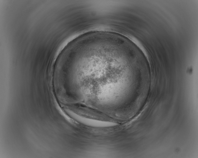 X0000090631437200707311256