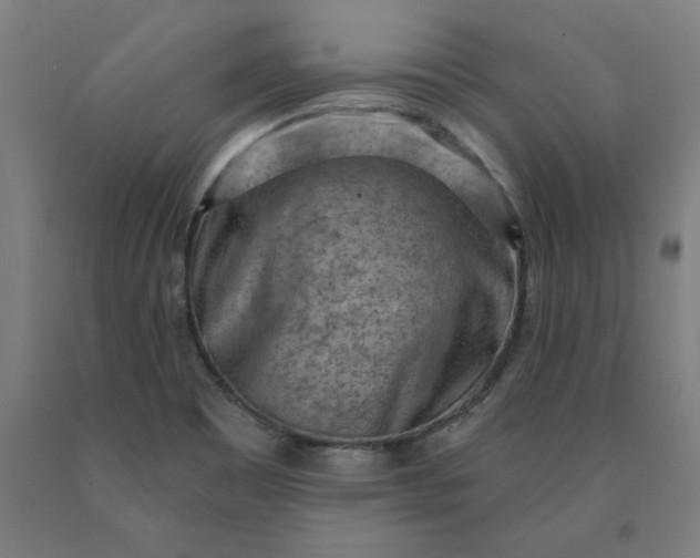 X0000090631465200707311255