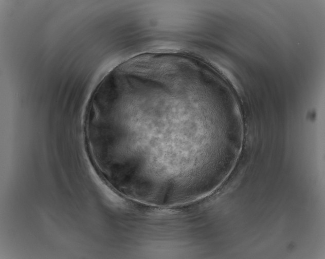 X0000090631475200707311255