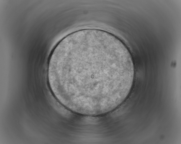 X0000090631514200707311254