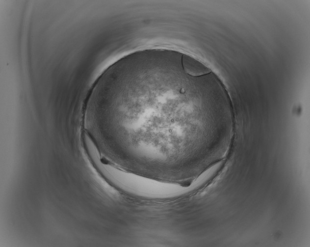 X0000090631525200707311254
