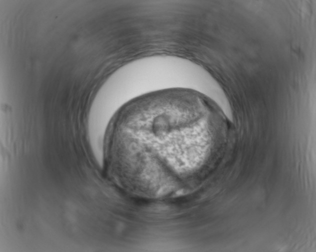 X0000090630276200708071252