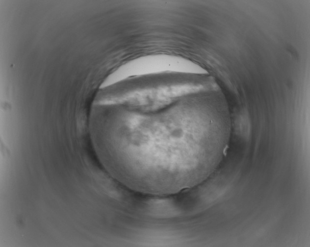 X0000090630283200708071252